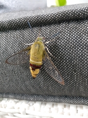 Cephonodes australis