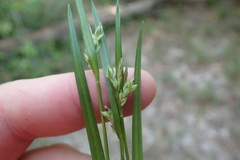 Carex corrugata