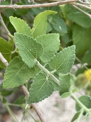 Brickellia peninsularis