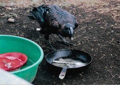 Corvus crassirostris