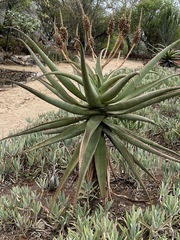 Aloe