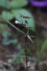 Ainsliaea fragrans