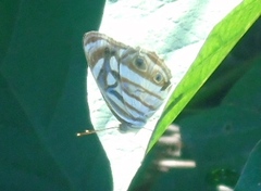 Dynamine postverta mexicana