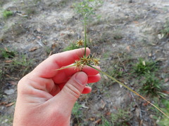 Cyperus retroflexus