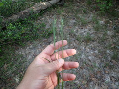 Carex corrugata