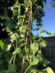 Pisum sativum sativum