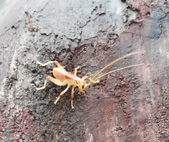 Stictogryllacris