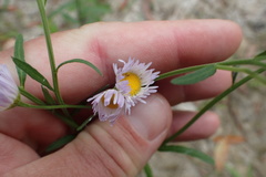 Erigeron tenuis
