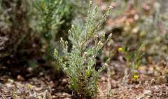 Vittadinia dissecta hirta