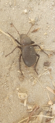 Trachyderma philistina