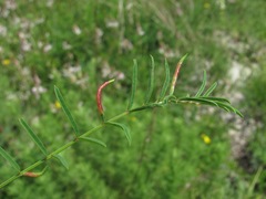Bremiola onobrychidis