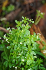 Asperula euryphylla