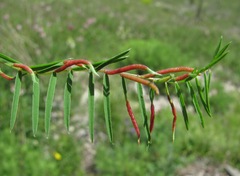 Bremiola onobrychidis