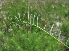 Bremiola onobrychidis