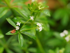 Asperula euryphylla