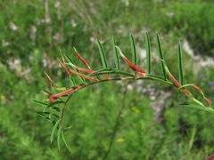 Bremiola onobrychidis