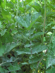 Podosphaera filipendulae