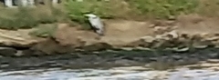 Ardea cinerea