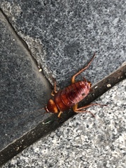 Periplaneta americana