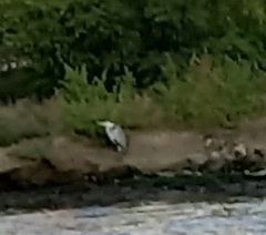 Ardea cinerea