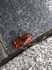 Periplaneta americana