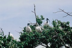 Threskiornis aethiopicus