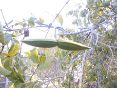 Cryptostegia grandiflora