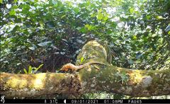 Phataginus tetradactyla