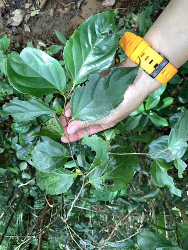 Image of Flacourtia rukam by (c) 呂一起(Lu i-chi), some rights reserved (CC BY)