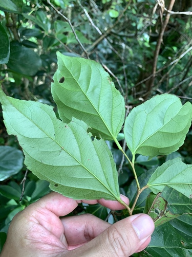 Image of Flacourtia rukam by (c) 呂一起(Lu i-chi), some rights reserved (CC BY)