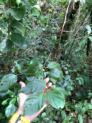 Image of Flacourtia rukam by (c) 呂一起(Lu i-chi), some rights reserved (CC BY)