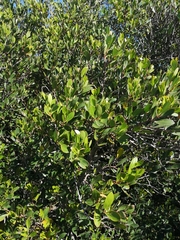 Pterocelastrus tricuspidatus