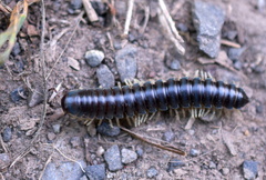 Thrinaphe hargeri