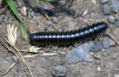 Thrinaphe hargeri