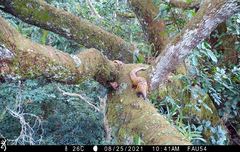 Phataginus tetradactyla