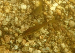 Enteromius motebensis