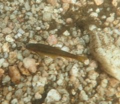 Enteromius motebensis