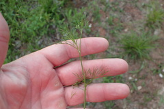 Spermolepis echinata