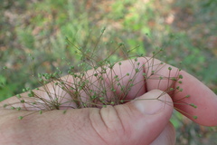 Spermolepis divaricata