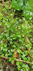 Cardamine forsteri
