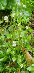 Cardamine forsteri