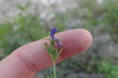Triodanis biflora