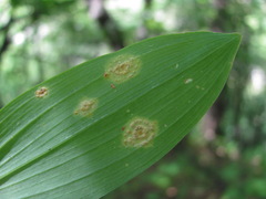 Puccinia sessilis