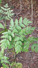 Daucus decipiens image