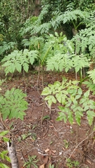 Daucus decipiens image