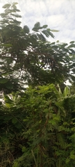Magnoliopsida