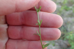 Triodanis biflora