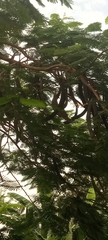 Magnoliopsida