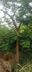 Magnoliopsida