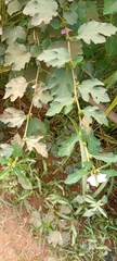 Malvaceae